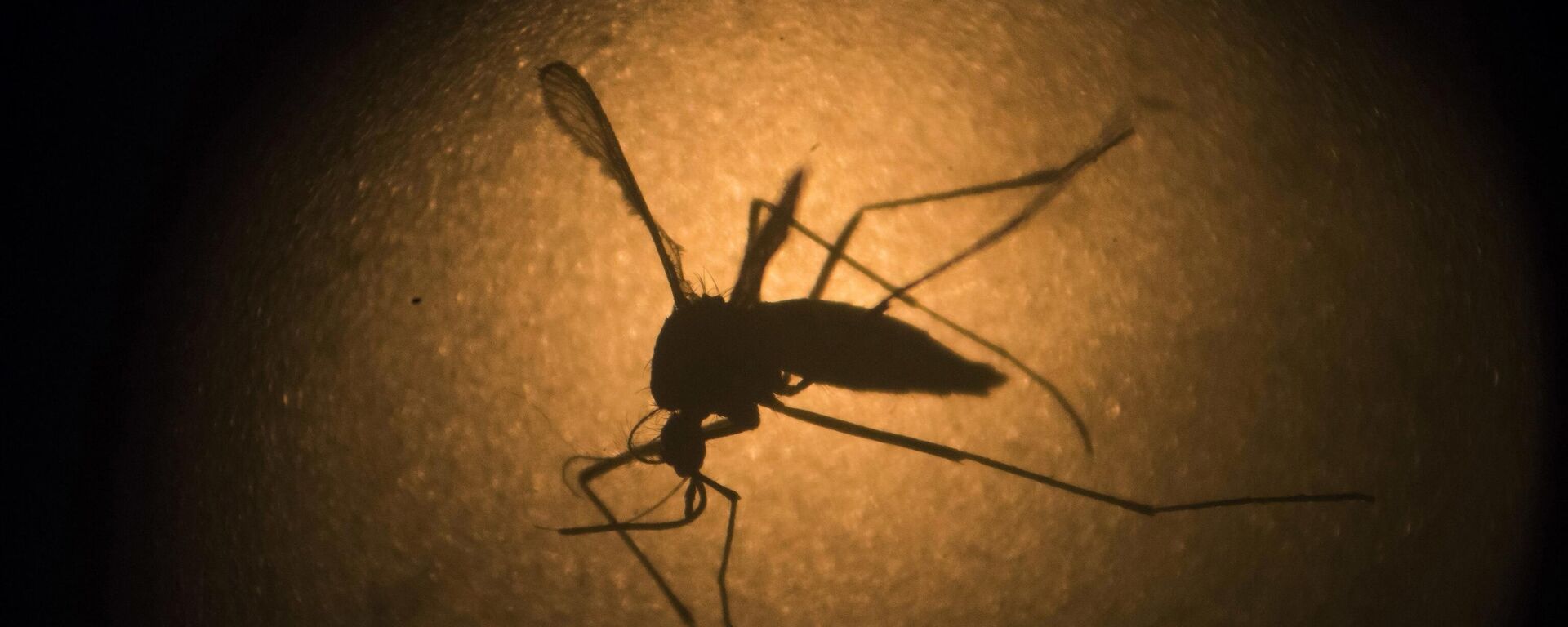 Mosquito Aedes aegypti, vetor do vírus da dengue, fotografado através de microscópio da Fundação Oswaldo Cruz (Fiocruz) - Sputnik Brasil, 1920, 01.02.2024
