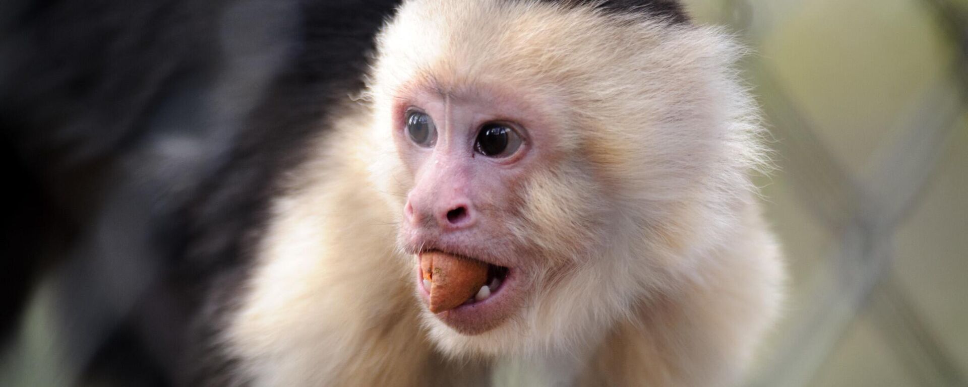 Macaco-prego de cara branca (imagem de referência) - Sputnik Brasil, 1920, 10.01.2023