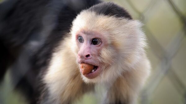 Macaco-prego de cara branca (imagem de referência) - Sputnik Brasil