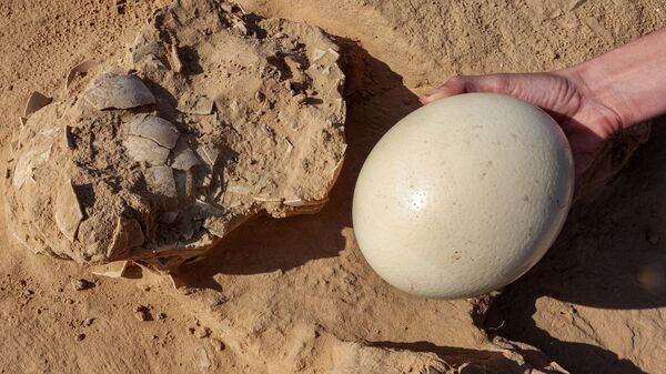 Arqueólogo mostra para comparação um ovo de avestruz novo ao lado de fragmentos de um ovo de mais de 4.000 anos
 - Sputnik Brasil
