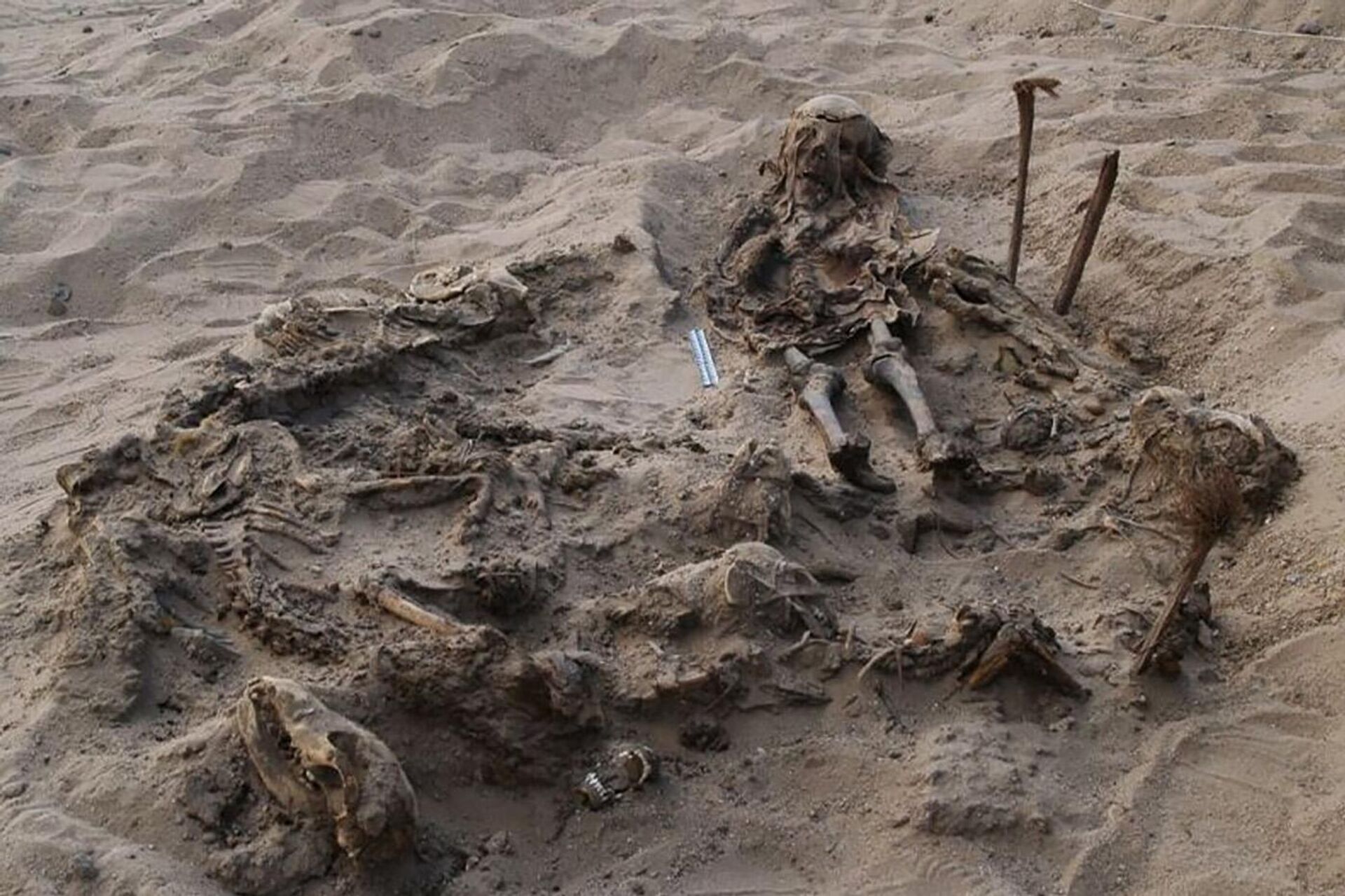 Sepultura de uma criança enterrada com 142 cães é descoberta por arqueólogos durante escavação na necrópole do oásis de Faiyum - Sputnik Brasil, 1920, 18.01.2023