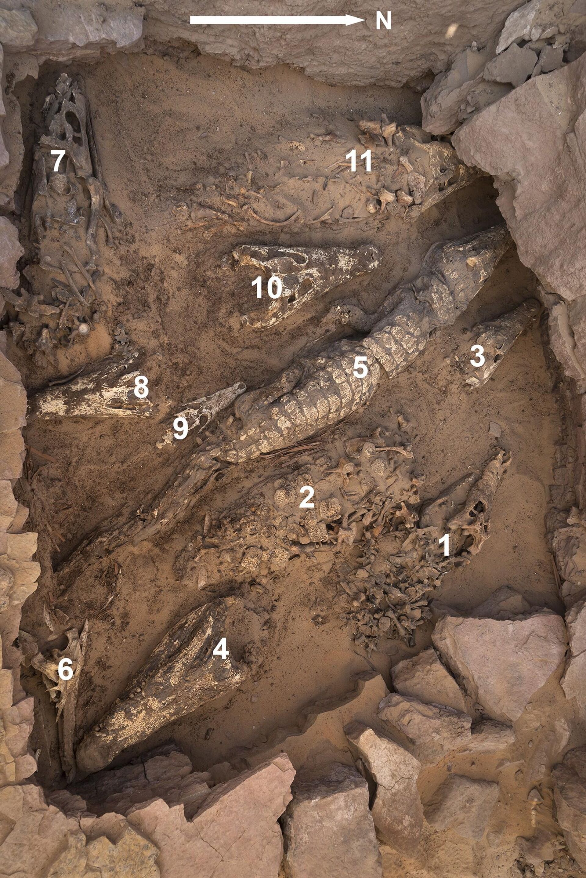 Os répteis foram encontrados na parte superior de uma tumba, sobre uma camada de areia que cobria quatro enterros, sendo de dois homens e duas mulheres, depositados 1.700 anos antes - Sputnik Brasil, 1920, 19.01.2023