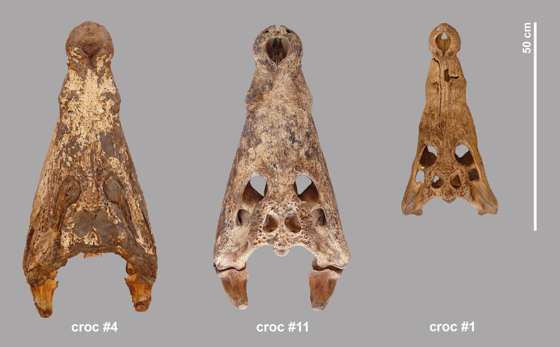 Crocodilos mumificados e decapitados são descobertos em antiga tumba no Egito - Sputnik Brasil, 1920, 19.01.2023
