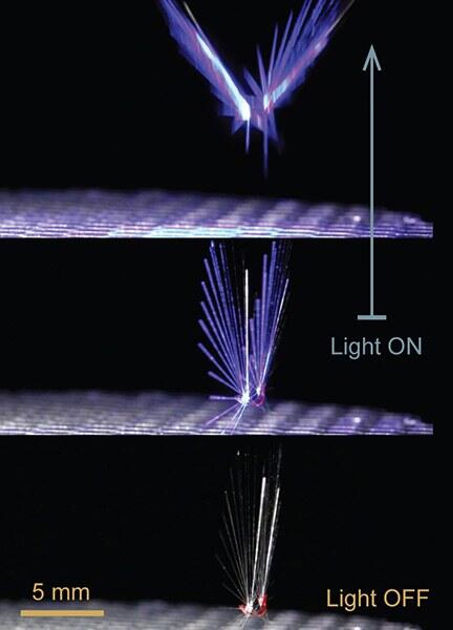 Na sequência de imagens é possível ver o Fairy reagindo à luz com seu mecanismo que mimetiza o funcionamento dos músculos ao abrir e fechar suas asas - Sputnik Brasil, 1920, 01.02.2023