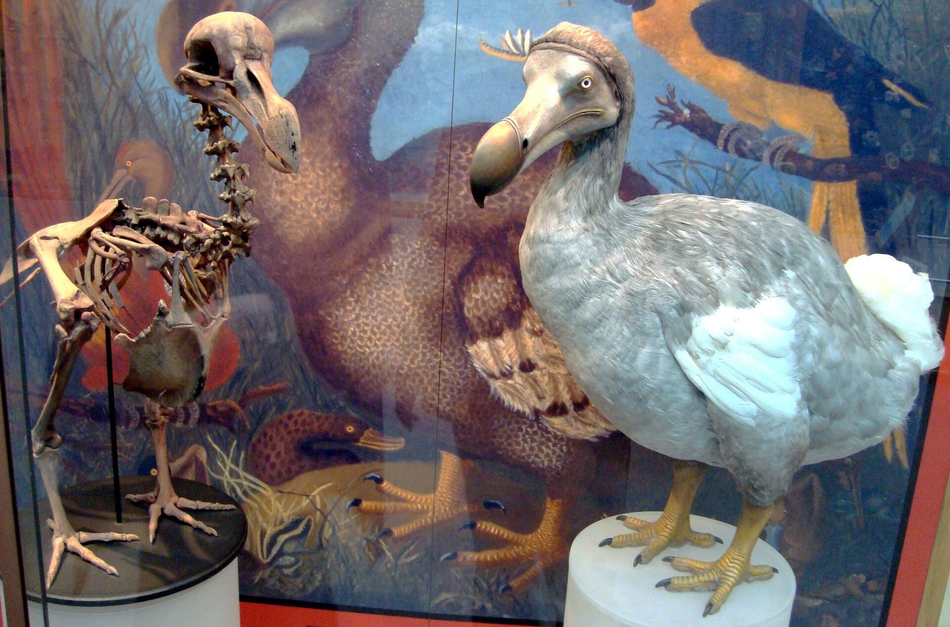 Esqueleto e modelo do pássaro Dodô no Museu de História Natural de Oxford - Sputnik Brasil, 1920, 02.02.2023
