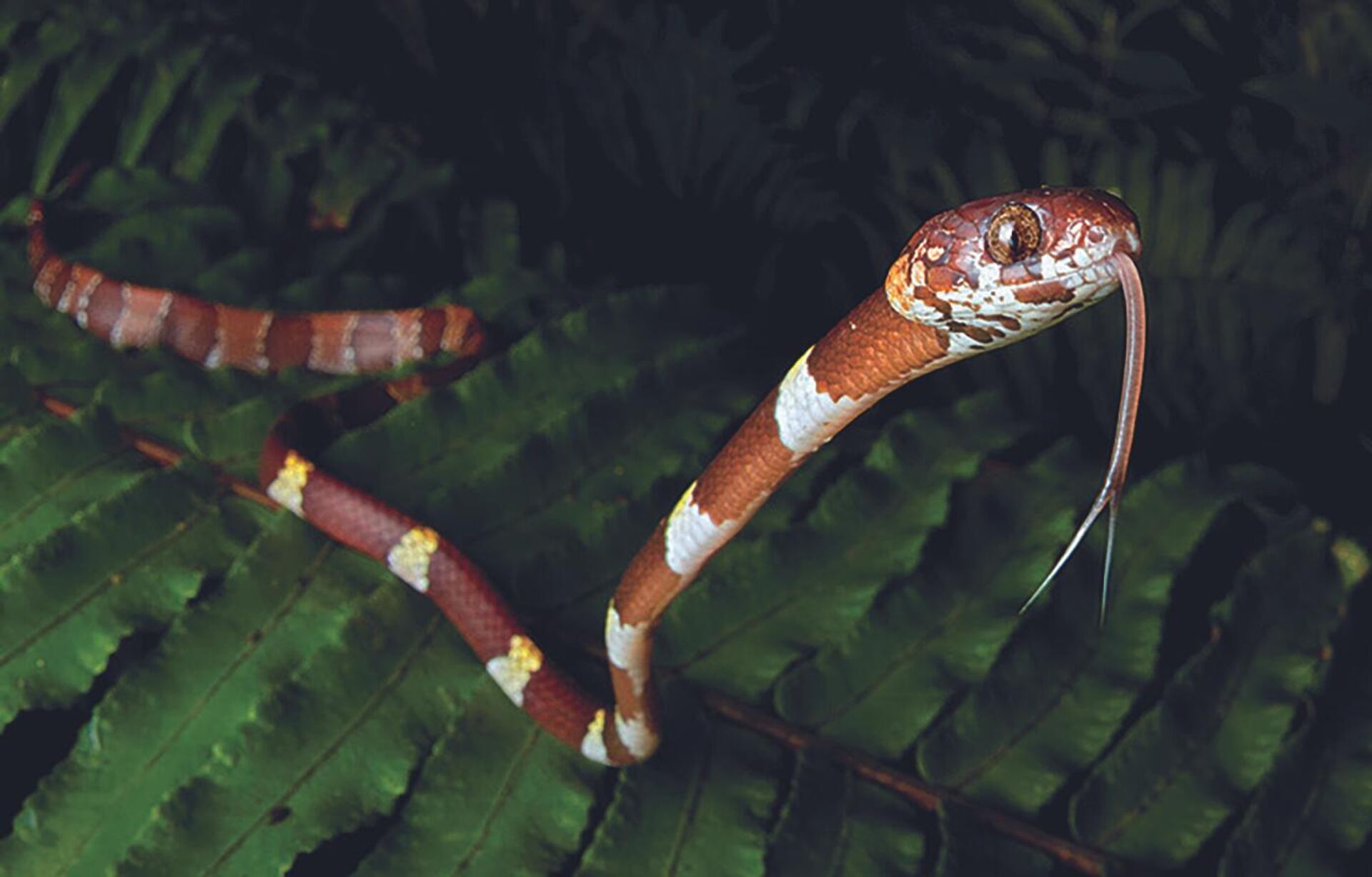 Novas espécies incomuns de serpente são encontradas em área ameaçada do Panamá - Sputnik Brasil, 1920, 05.02.2023