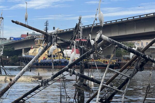 Garças pousadas em estrutura remanescente de navio afundado na Baía de Guanabara, em 3 de fevereiro de 2023 - Sputnik Brasil