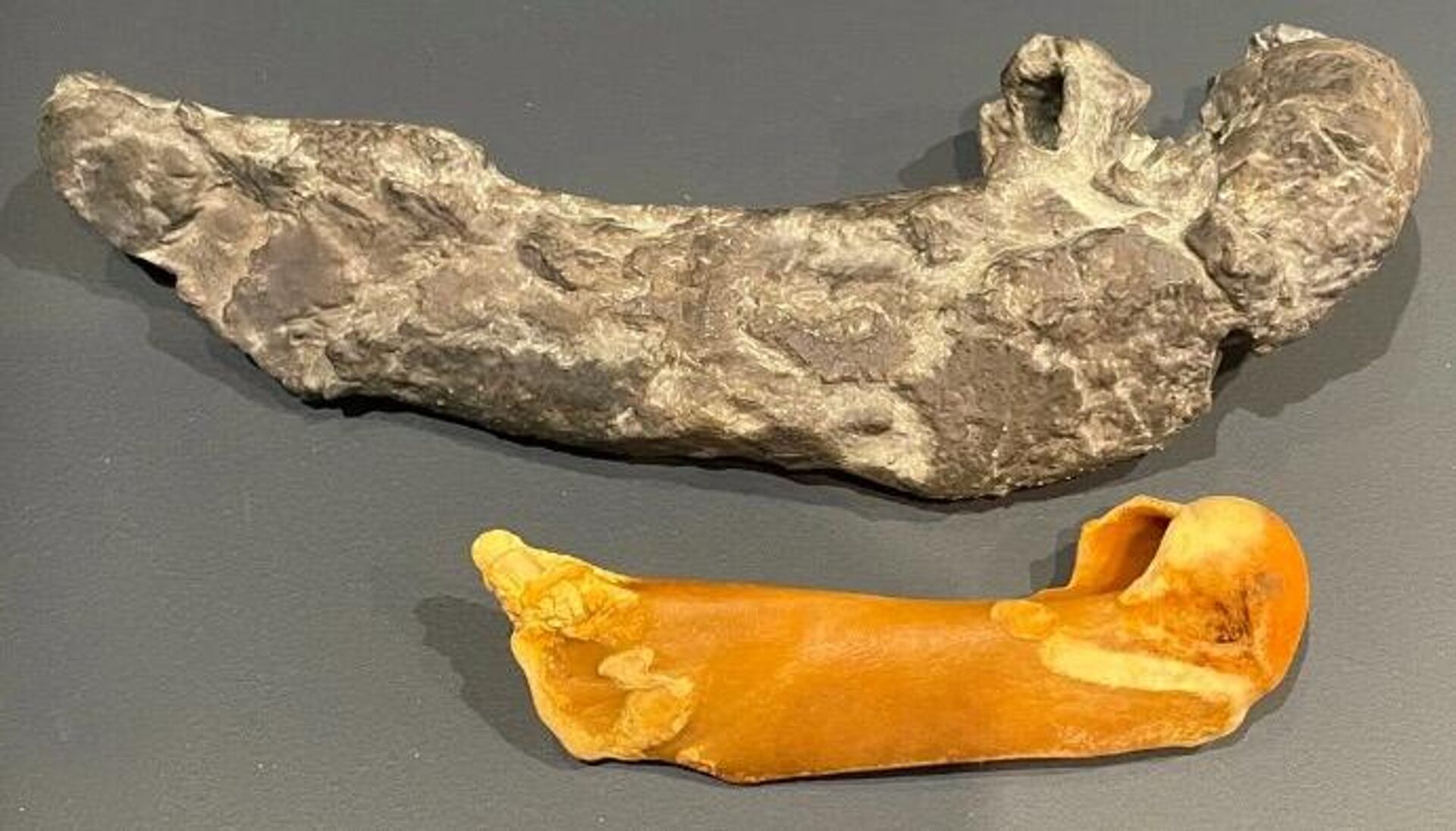 Um molde do pinguim Kumimanu’s humerus, à esquerda, criado a partir de varreduras 3D, ao lado de um úmero de um pinguim-imperador  - Sputnik Brasil, 1920, 09.02.2023