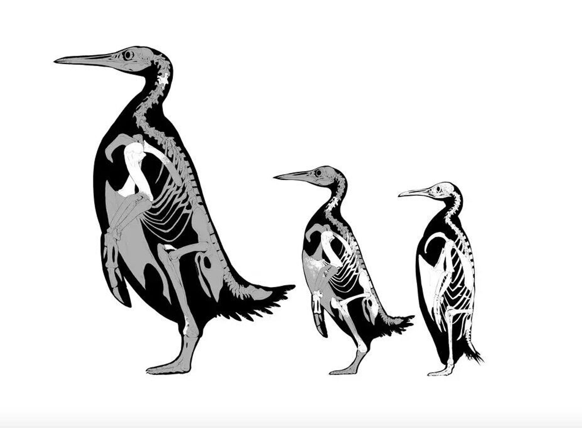 Um grupo de cientistas de Greenwich, EUA, descobriu os restos fossilizados do maior pinguim do mundo, na Nova Zelândia - Sputnik Brasil, 1920, 09.02.2023
