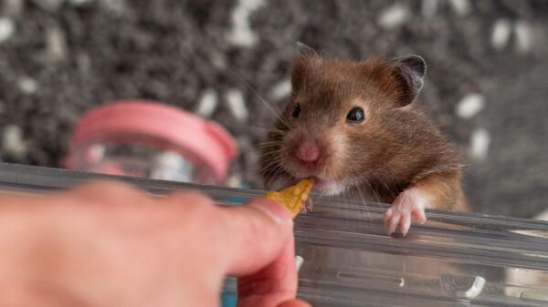 Um hamster de dois anos chamado Ring de propriedade de Cheung, um membro de uma comunidade online de hamsters - Sputnik Brasil