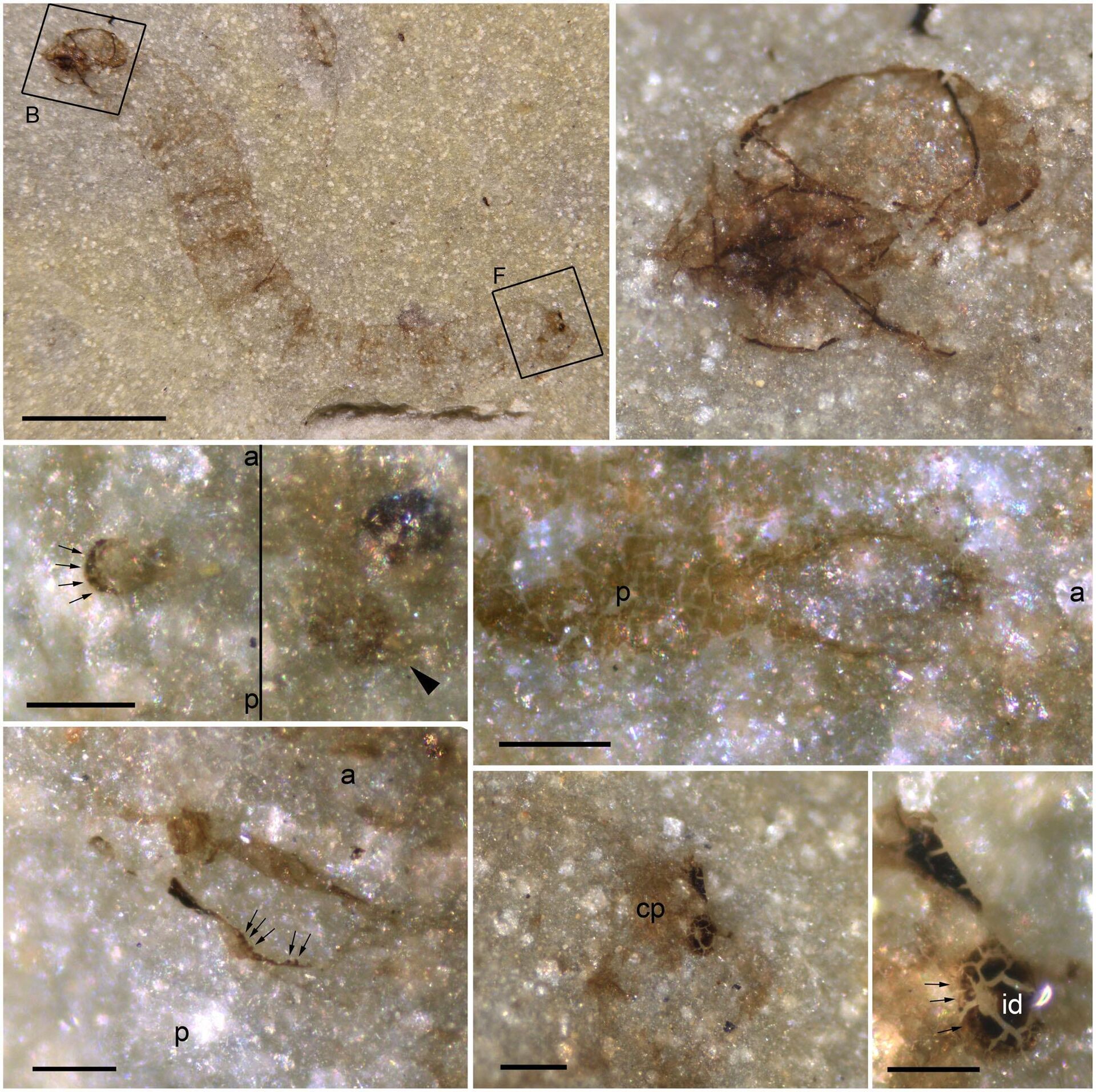 Uma equipe de pesquisadores descobriu o fóssil de uma larva de inseto com cerca de 247 milhões de anos na costa nordeste da ilha de Maiorca - Sputnik Brasil, 1920, 12.03.2023