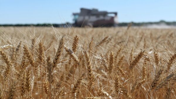 Uma colheitadeira coleta trigo no distrito de Semikarakorsky, na região de Rostov-on-Don, perto de Semikarakorsky, sul da Rússia, 6 de julho de 2022 - Sputnik Brasil