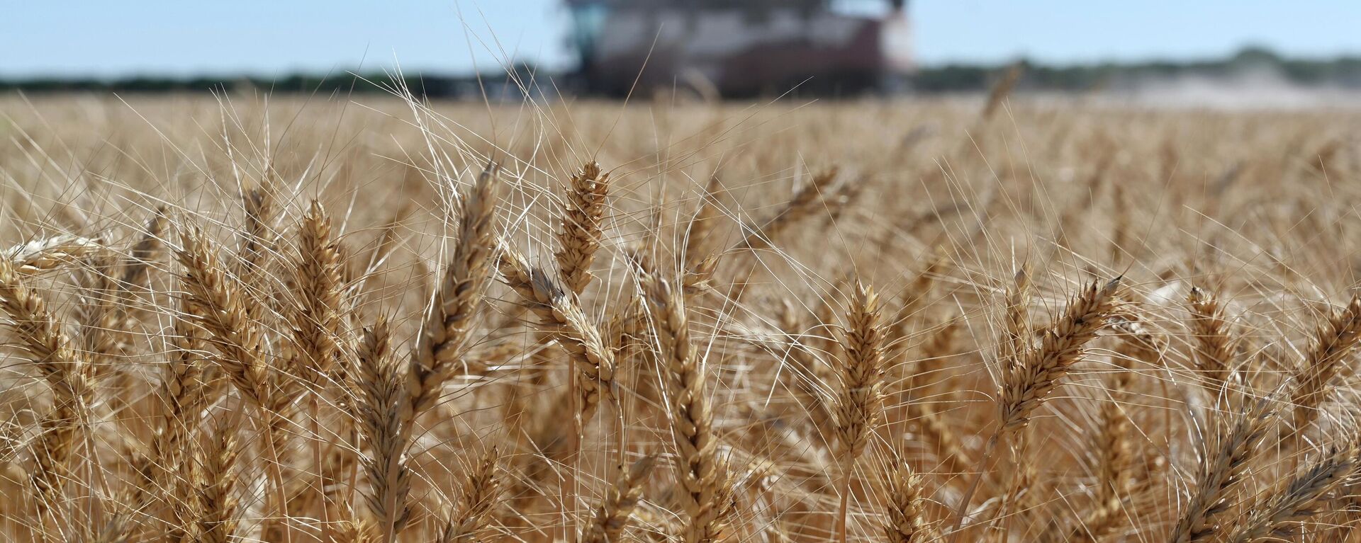 Uma colheitadeira coleta trigo no distrito de Semikarakorsky, na região de Rostov-on-Don, perto de Semikarakorsky, sul da Rússia, 6 de julho de 2022 - Sputnik Brasil, 1920, 12.03.2023