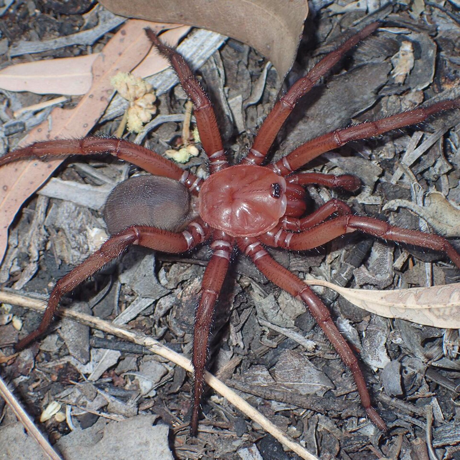 Uma nova espécie de aranha foi descoberta na floresta de Queensland, no nordeste da Austrália - Sputnik Brasil, 1920, 25.03.2023