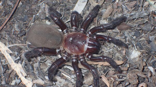 Uma nova espécie de aranha foi descoberta na floresta de Queensland, no nordeste da Austrália - Sputnik Brasil