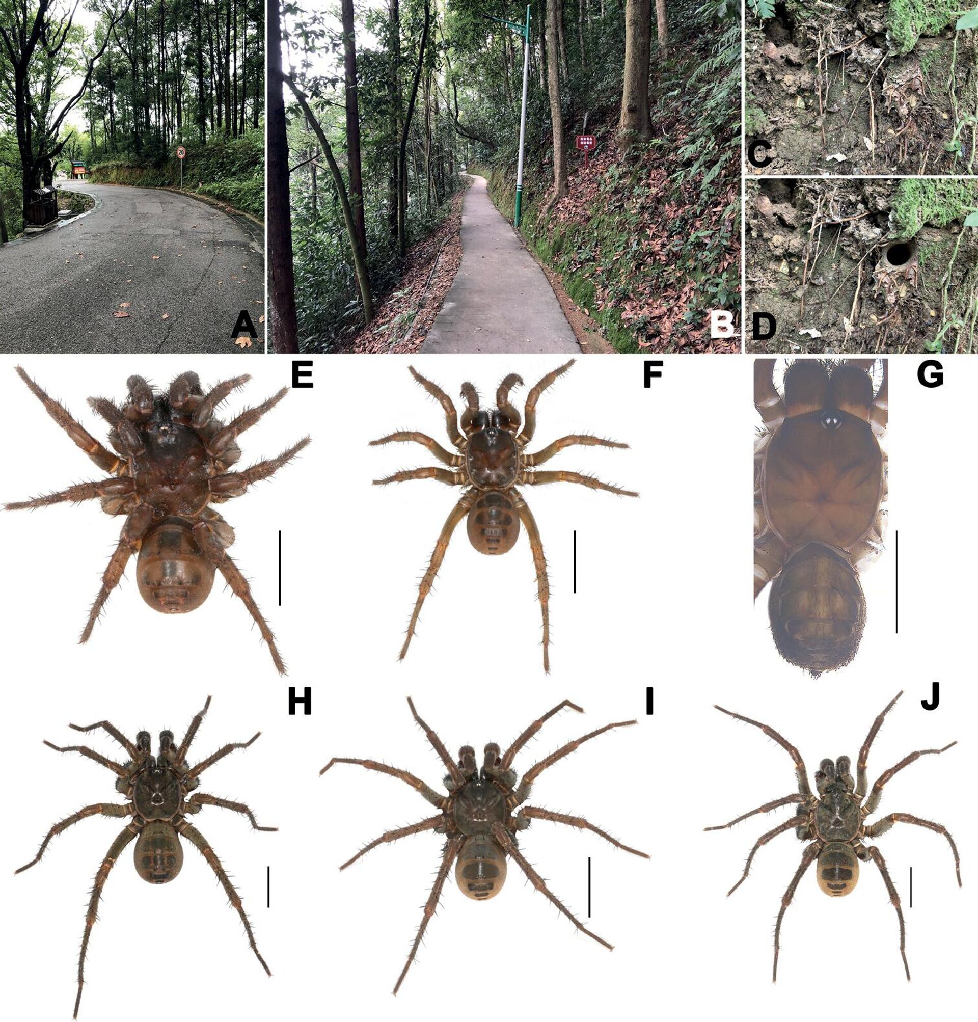 Novas espécies de aranhas primitivas são descobertas na China - Sputnik Brasil, 1920, 10.04.2023