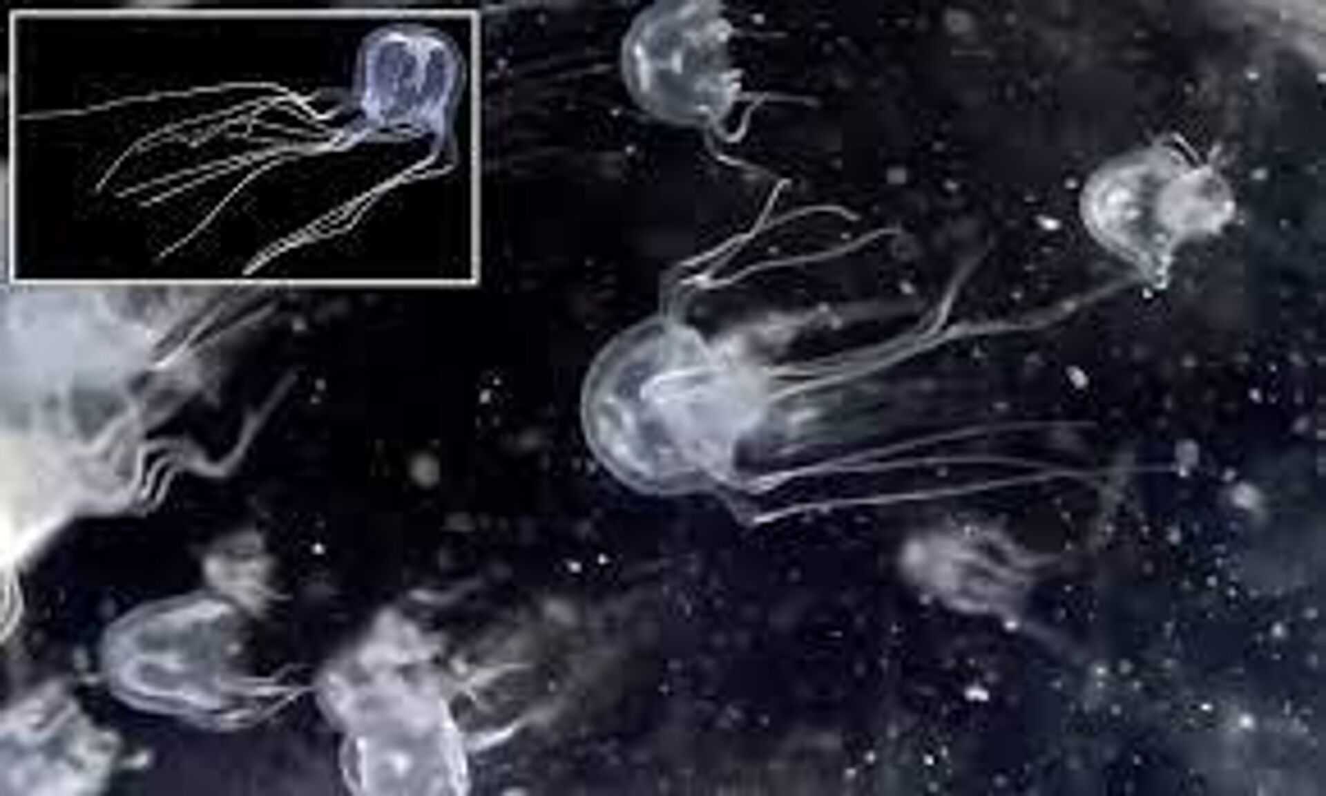 Nova espécie de águas-vivas supervenenosas descoberta em Hong Kong  - Sputnik Brasil, 1920, 22.04.2023