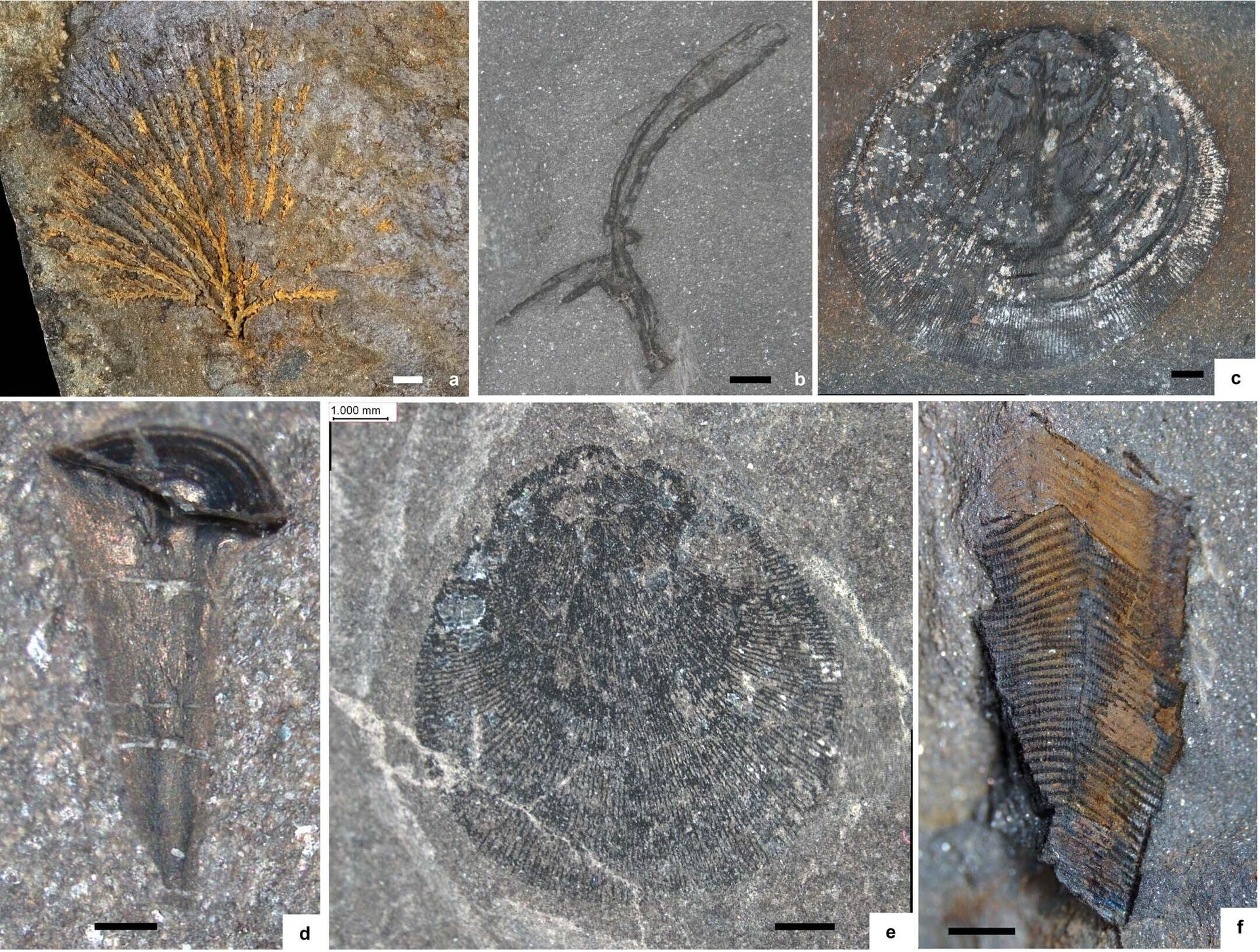Fósseis muito bem preservados, encontrados em uma pedreira no País de Gales, no Reino Unido, mostram como era a vida na Terra há 462 milhões de anos - Sputnik Brasil, 1920, 02.05.2023