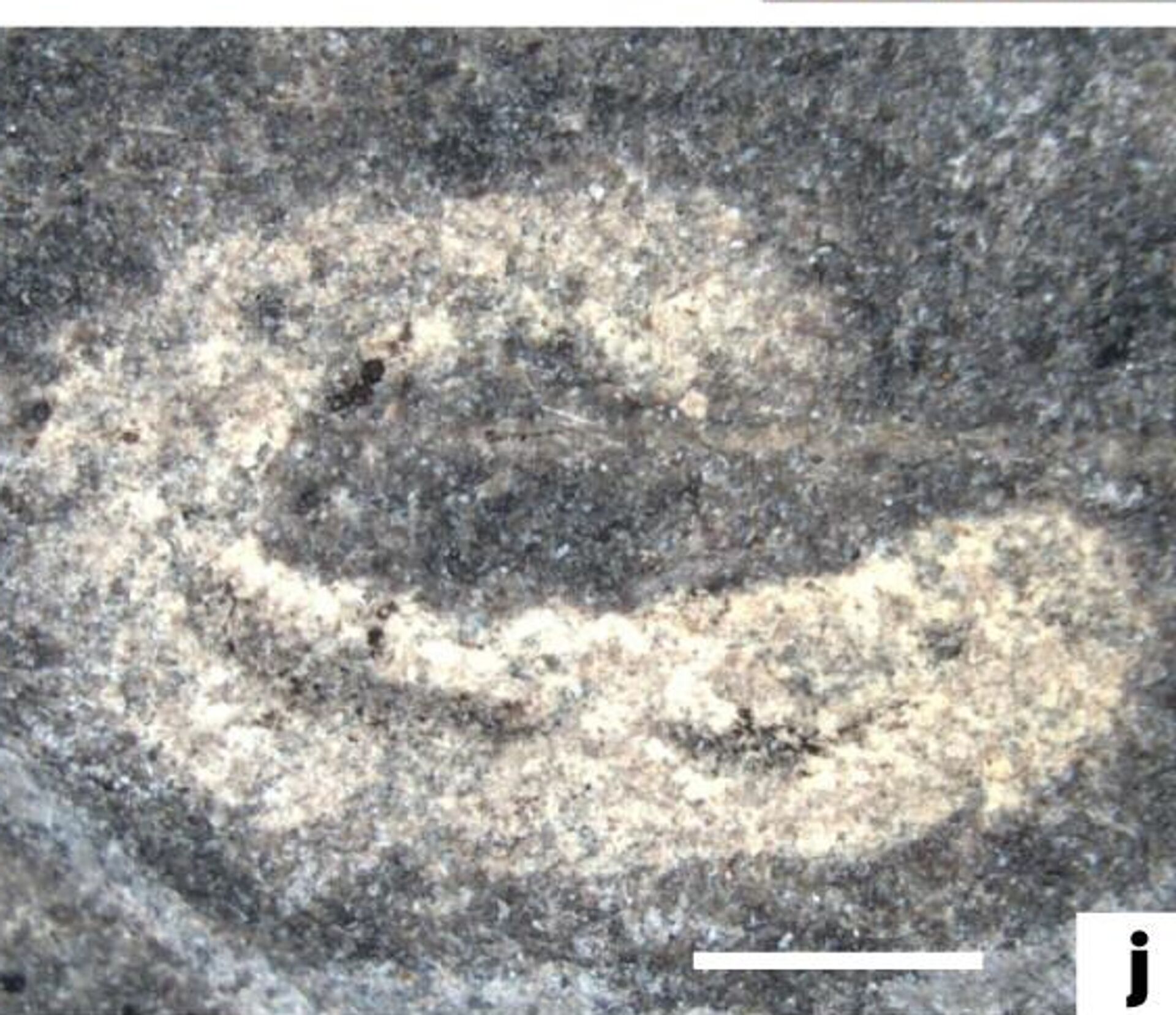 Fósseis muito bem preservados, encontrados em uma pedreira no País de Gales, no Reino Unido, mostram como era a vida na Terra há 462 milhões de anos - Sputnik Brasil, 1920, 02.05.2023