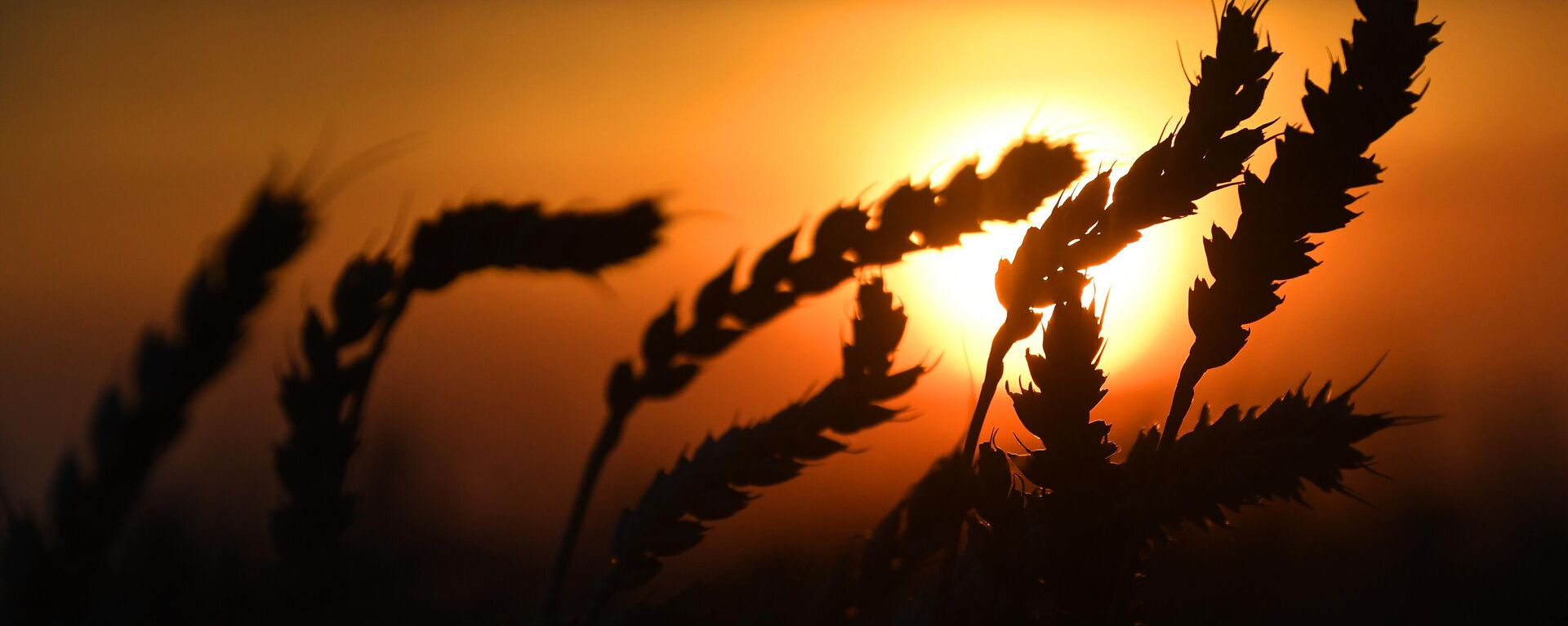 Espigas de trigo em um campo da empresa Solgon ao pôr do sol durante a campanha de colheita perto do vilarejo de Talniki, no região de Krasnoyarsk, Rússia. - Sputnik Brasil, 1920, 03.05.2023