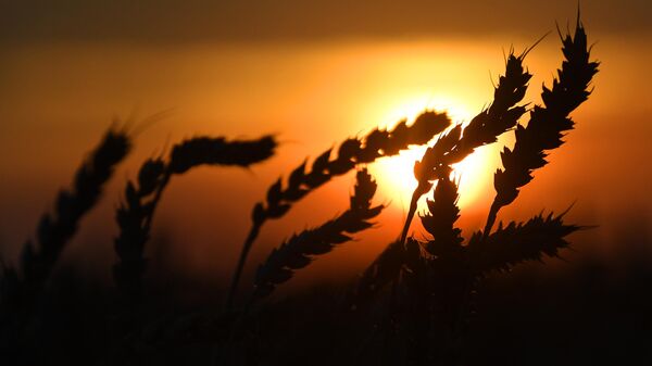 Espigas de trigo em um campo da empresa Solgon ao pôr do sol durante a campanha de colheita perto do vilarejo de Talniki, no região de Krasnoyarsk, Rússia. - Sputnik Brasil