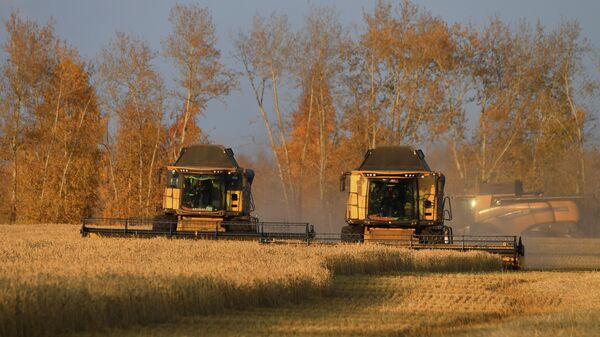 Colheita de trigo em um campo no território de Krasnoyarsk, na Rússia - Sputnik Brasil