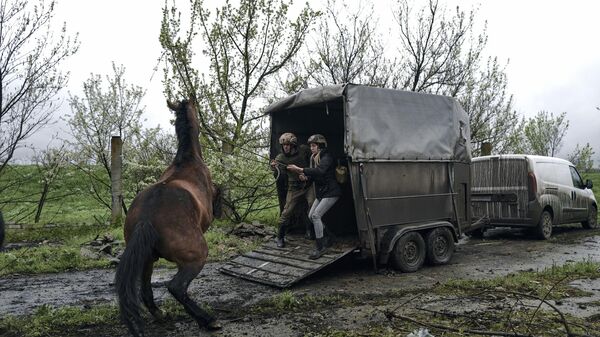 Soldados e voluntários ucranianos tentam carregar cavalos em um caminhão para evacuá-los de uma fazenda de cavalos abandonada em Avdeevka, região de Donetsk, 25 de abril de 2023. - Sputnik Brasil