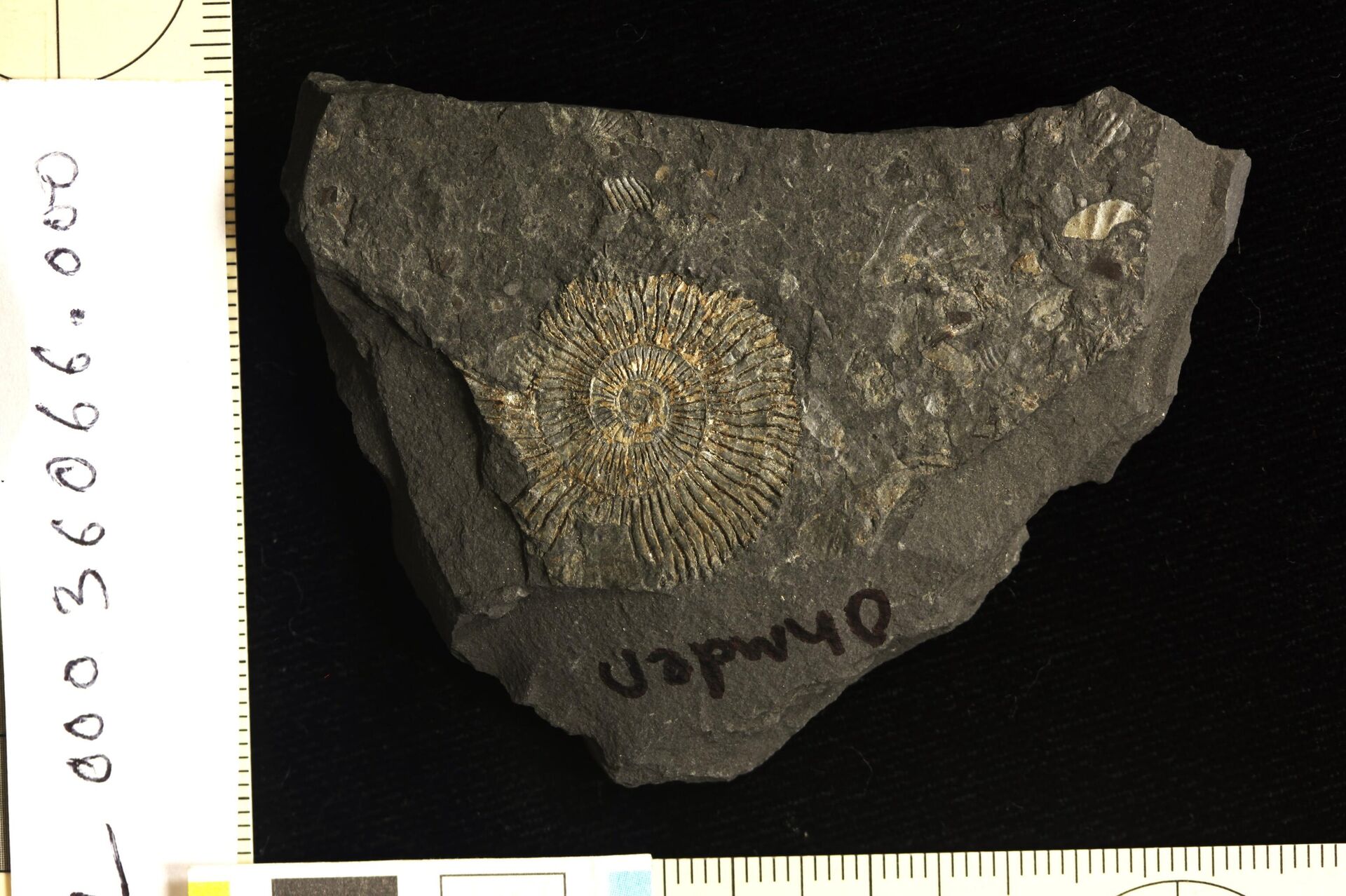 Um recente estudo, realizado por uma equipe de cientistas da Universidade do Texas, revelou que estes fósseis de 183 milhões de anos, encontrados na Alemanha, na verdade não são de pirita de ferro, mas sim de fosfatos - Sputnik Brasil, 1920, 04.05.2023