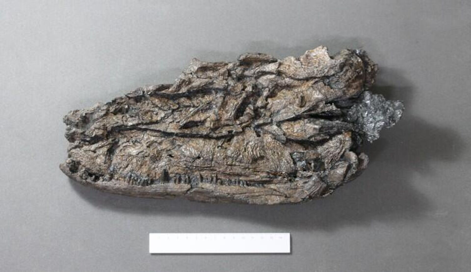 Fósseis de 'girino do inferno' revelam terrível predador de 330 milhões de anos na Escócia - Sputnik Brasil, 1920, 08.05.2023