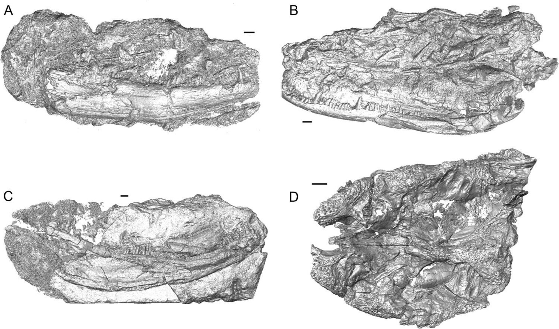 Uma equipe de paleontólogos britânicos uniu os fragmentos fossilizados do girino do inferno, conhecido como Crassigyrinus scoticus, revelando seu crânio pela primeira vez - Sputnik Brasil, 1920, 08.05.2023