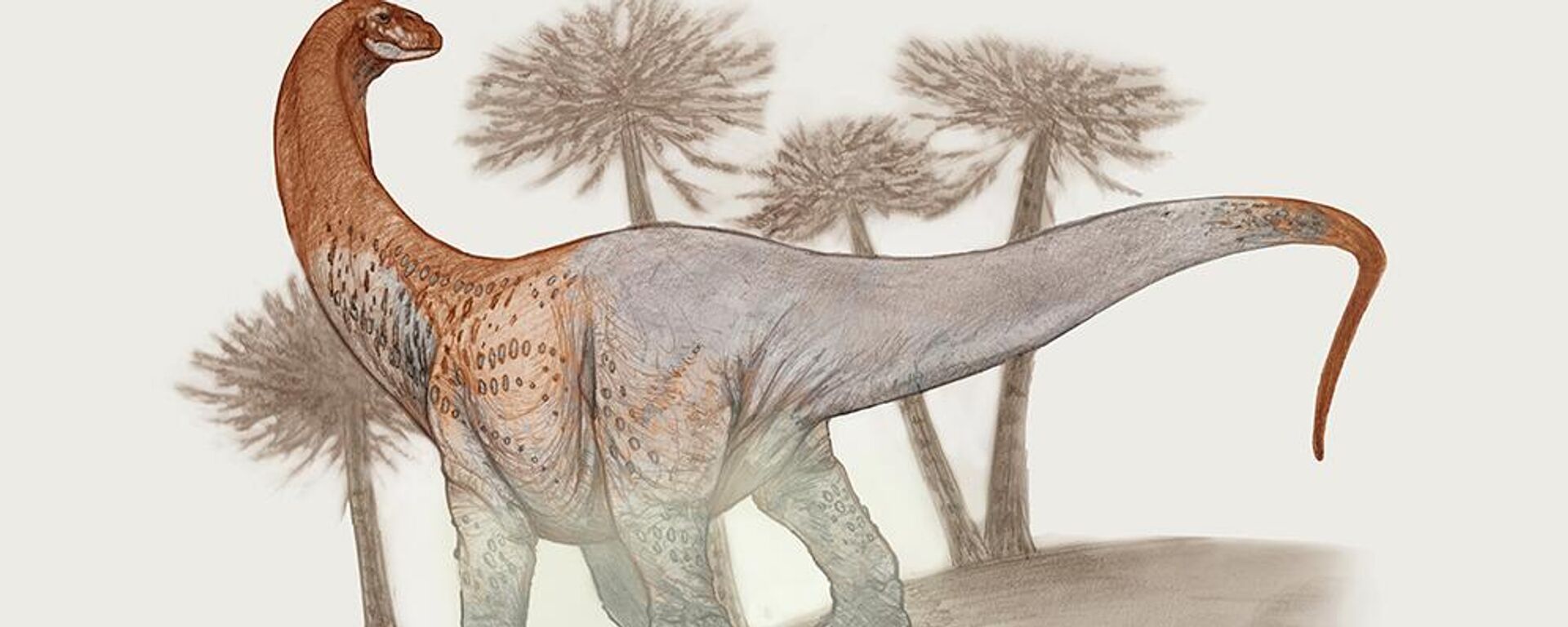 A nova espécie, batizada de Chucarosaurus Diripienda, tem 50 toneladas e pode atingir até 30 metros de comprimento, sendo o maior já descoberto na província de Rio Negro - Sputnik Brasil, 1920, 22.05.2023