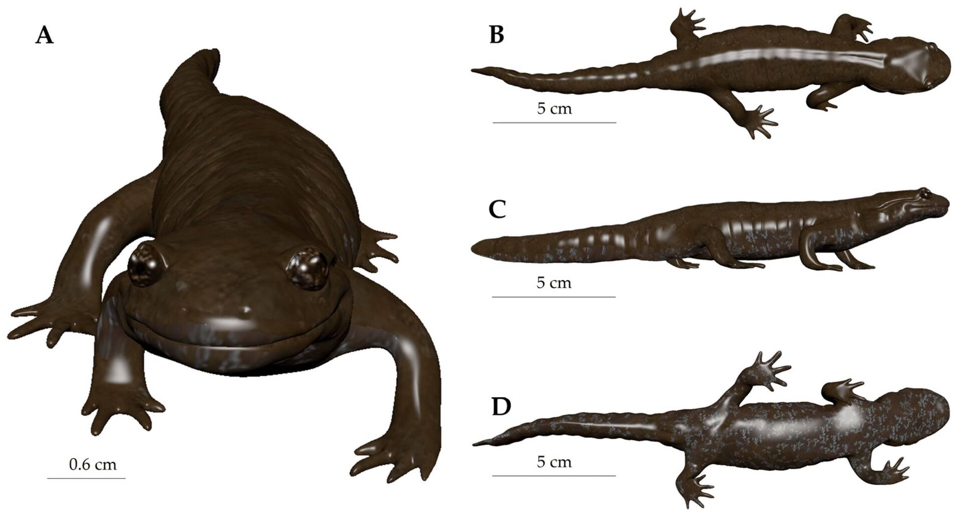 Representação em 3D da nova espécie de salamandra, Hynobius bambusicolus, encontrada na vegetação rasteira de uma floresta de bambu na China
 - Sputnik Brasil, 1920, 01.06.2023