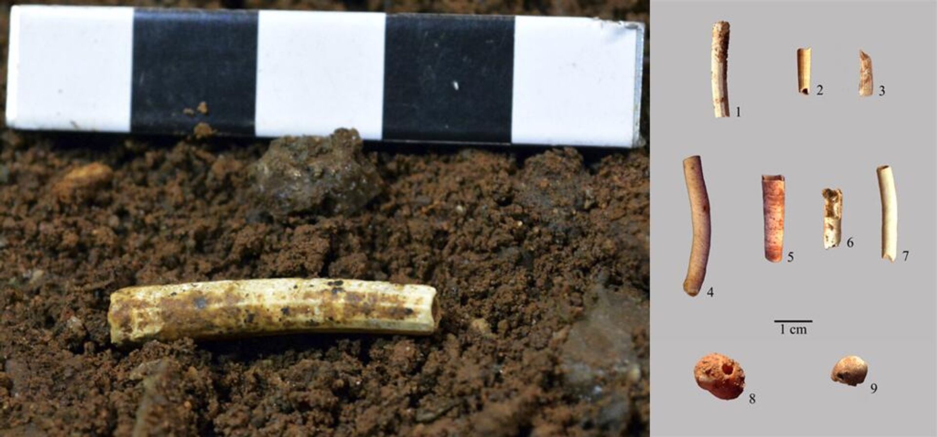 Conchas usadas como decorações há 30.000 anos, encontradas na caverna de Ardales no sul da Espanha - Sputnik Brasil, 1920, 08.06.2023