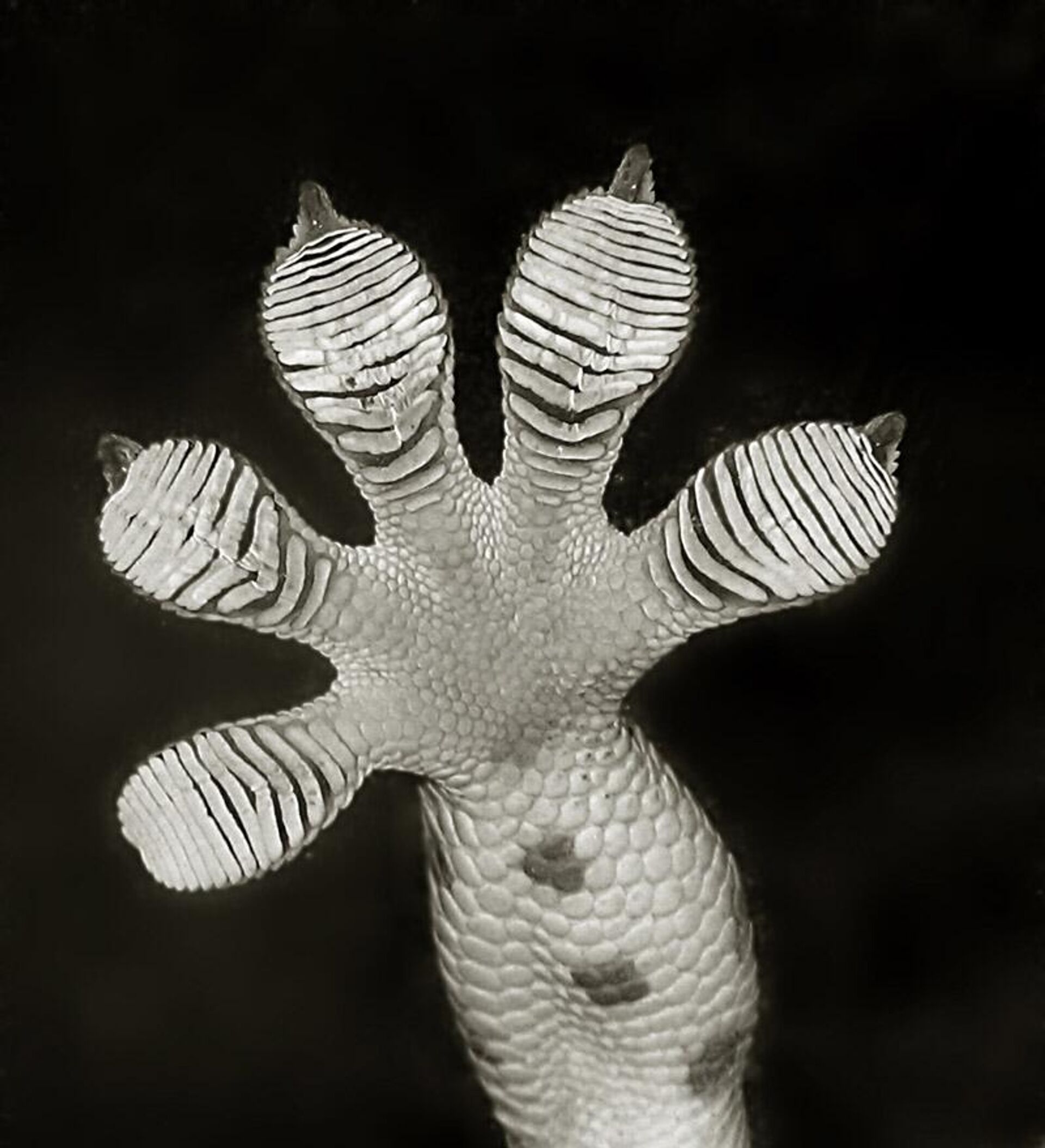 Uma nova espécie de lagartixa paraqueda, descoberta recentemente, usa uma combinação de abas cutâneas e membranas nas patas para percorrer pelas árvores nas florestas tropicais - Sputnik Brasil, 1920, 13.06.2023