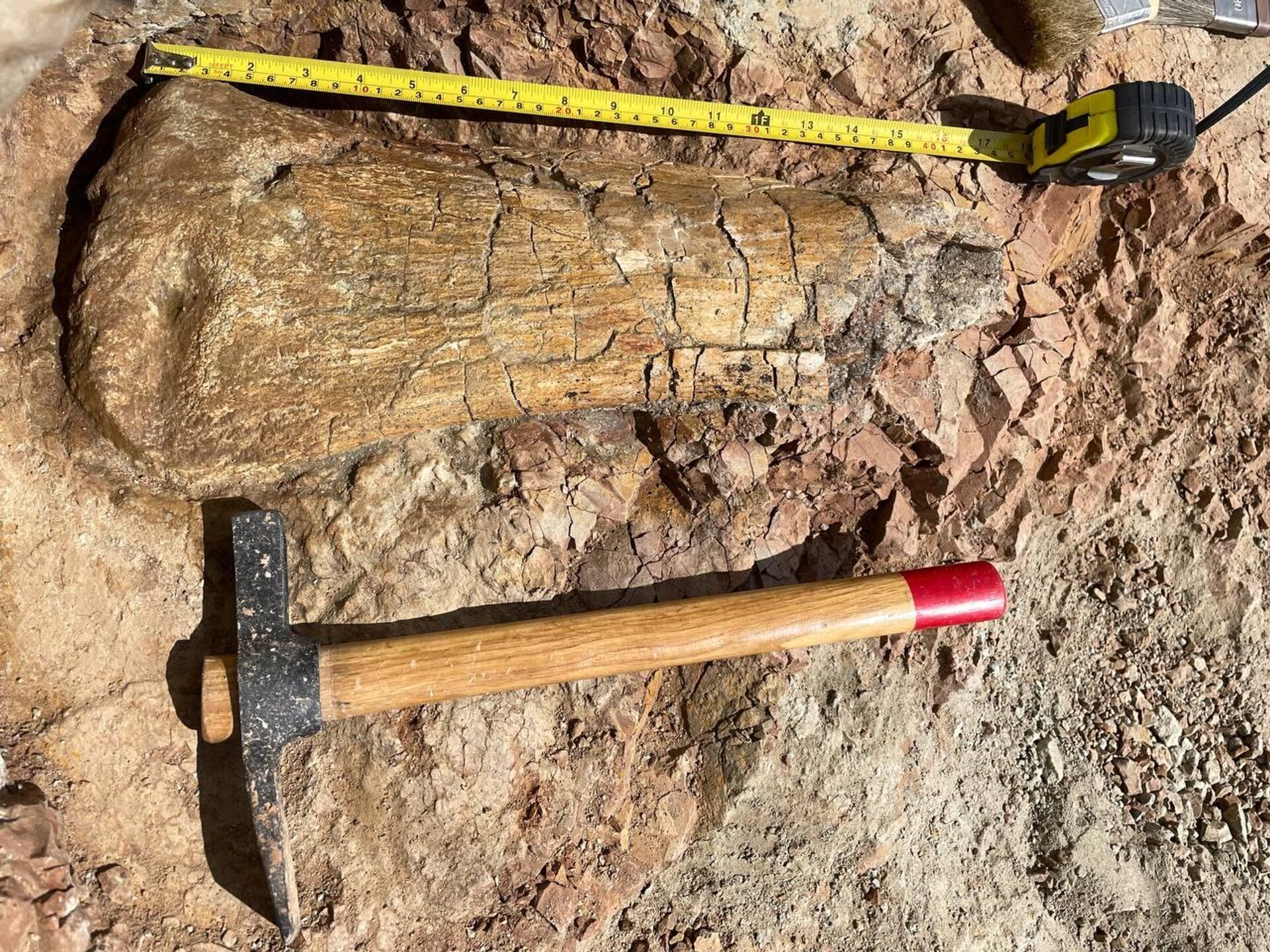 Fragmento ósseo de um enorme dinossauro saurópode encontrado na região russa de Kemerovo - Sputnik Brasil, 1920, 17.06.2023