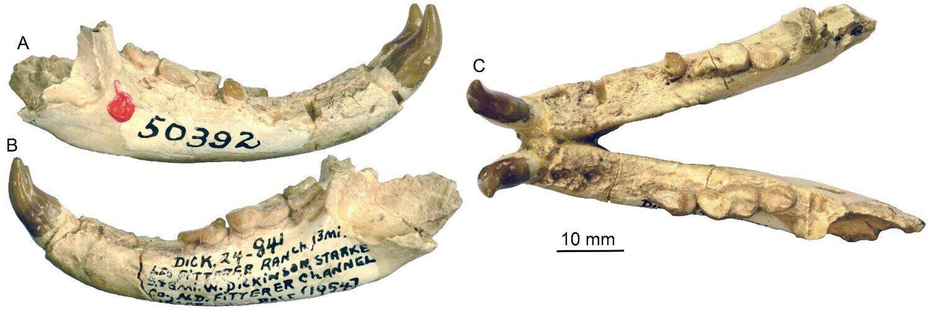 Mandíbulas do antigo arctoide semelhante a urso Eoarctos Vorax encontrado em Dakota do Norte - Sputnik Brasil, 1920, 20.06.2023