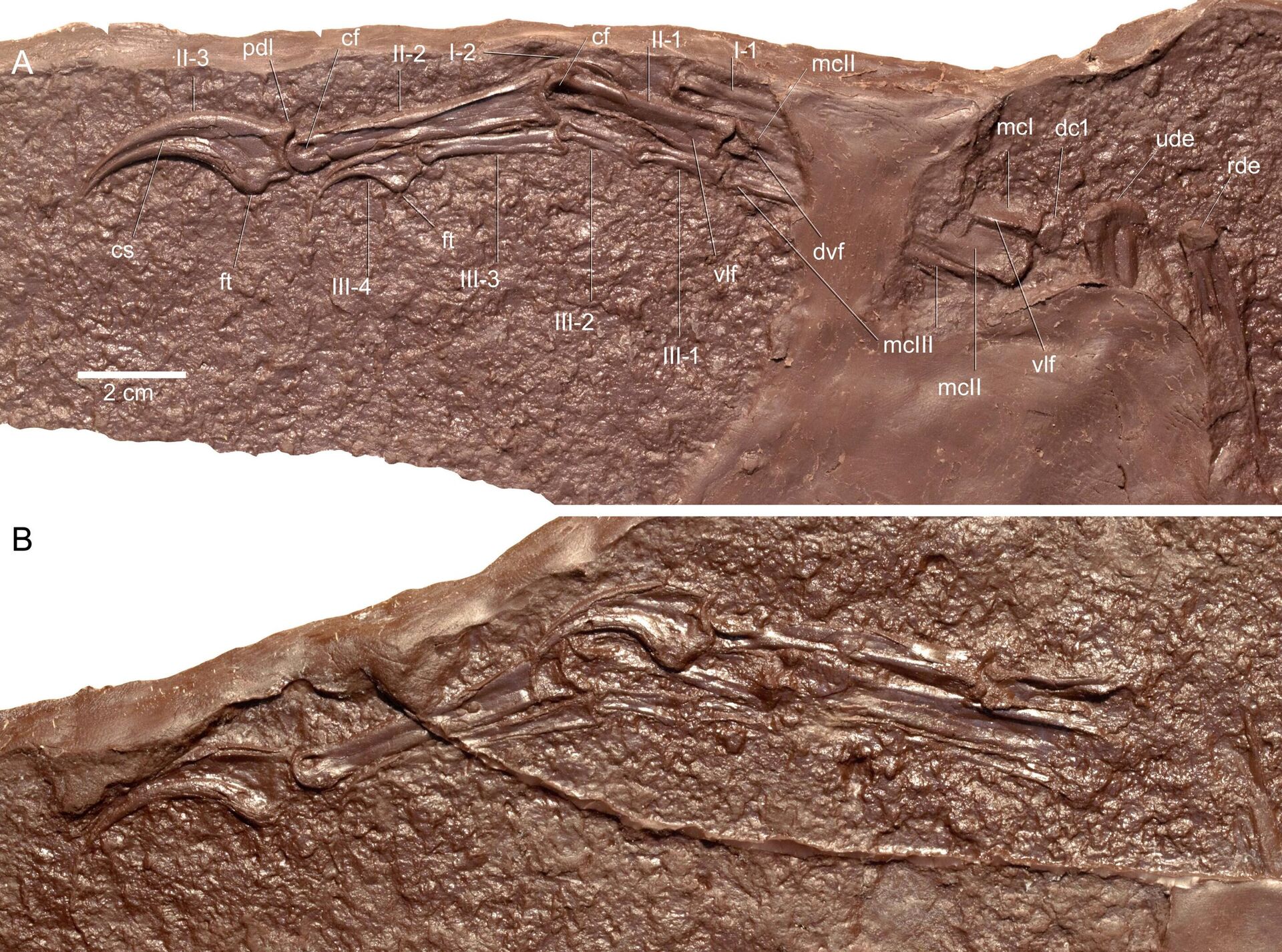 Gesso fossilizado da mão de Migmanychion laiyang - Sputnik Brasil, 1920, 23.06.2023