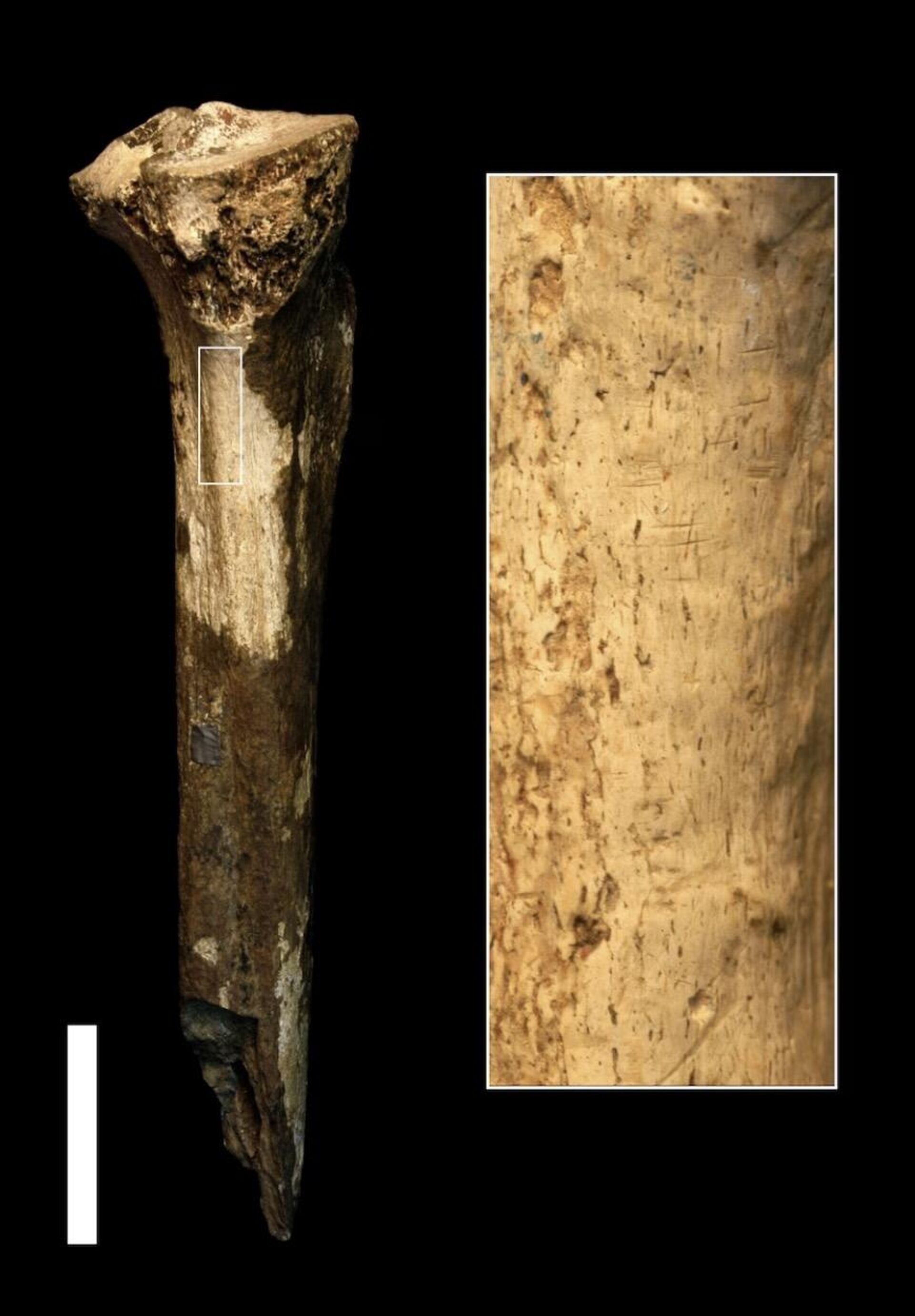 Uma análise de um osso humano de 1,5 milhão de anos, que inicialmente os especialistas acreditavam que tivesse sido mordido ou mastigado por um animal, revelou marcas feitas por um instrumento de pedra, surpreendendo a todos - Sputnik Brasil, 1920, 27.06.2023