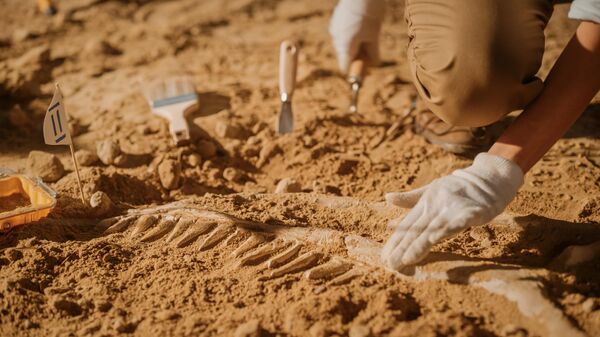 fóssil encontrado durante escavação - Sputnik Brasil