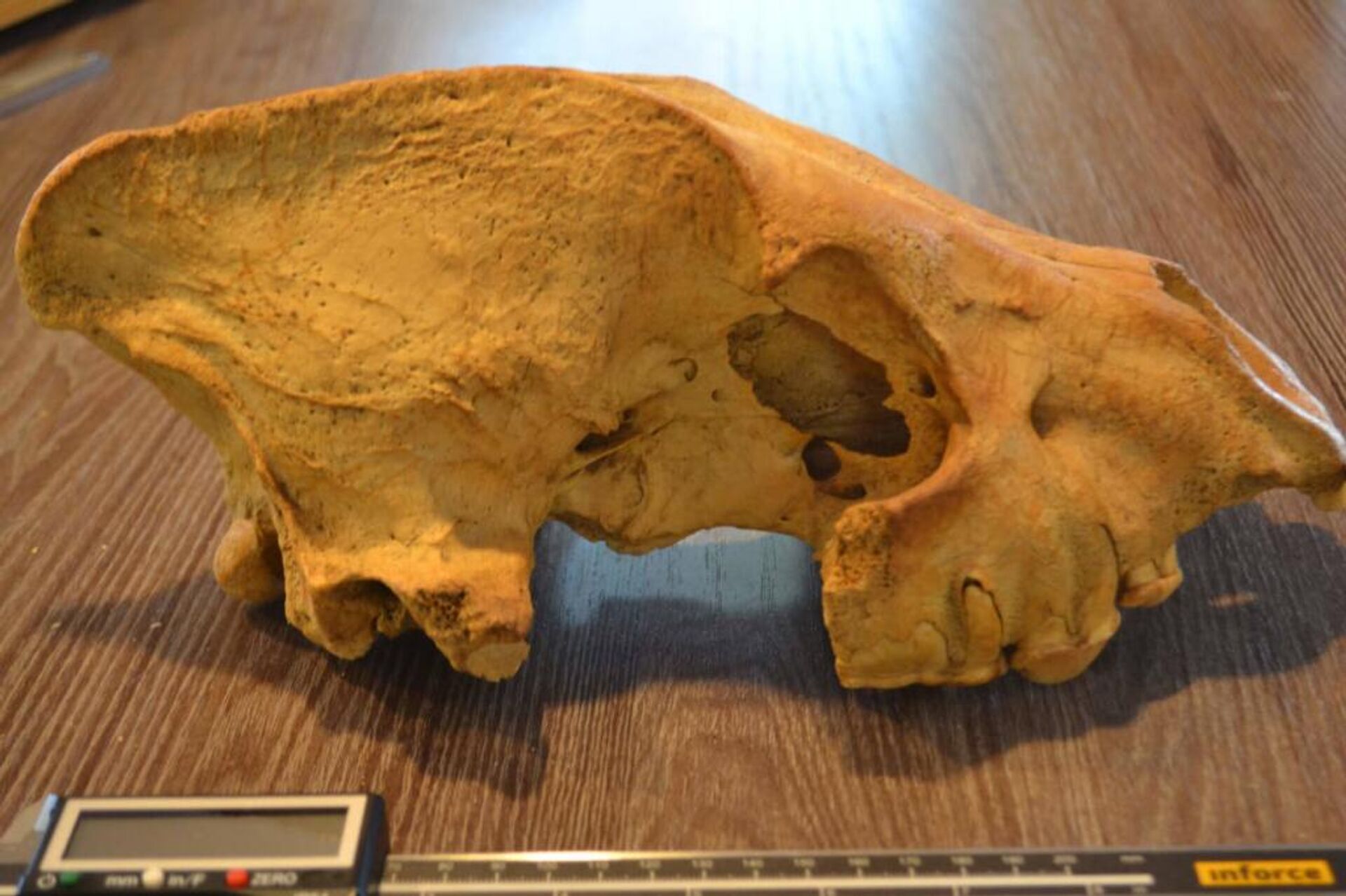 Uma equipe de cientistas da Universidade Federal dos Urais, na Rússia, descobriu uma grande mandíbula das antigas hienas-das-cavernas, no sul da Sibéria - Sputnik Brasil, 1920, 29.06.2023