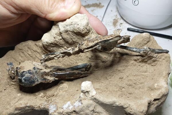 O fóssil do pica-pau de mais de 200 mil anos, foi encontrado em uma pedreira em San Pedro, cerca de 160 quilômetros ao norte de Buenos Aires. - Sputnik Brasil