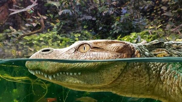 Representação virtual de Alligator munensis  - Sputnik Brasil