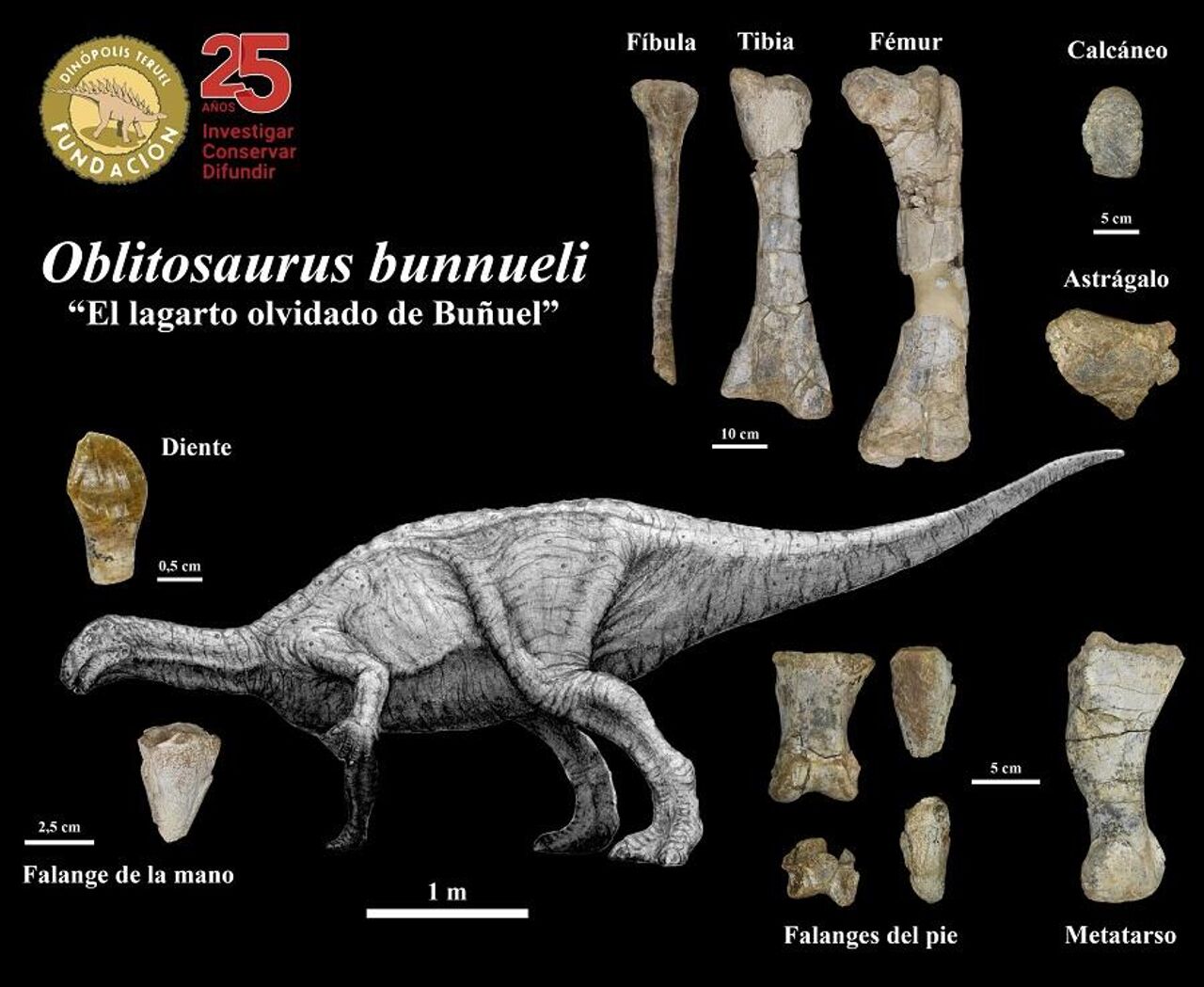 Descoberto novo dinossauro parecido com T-Rex; nome homenageia