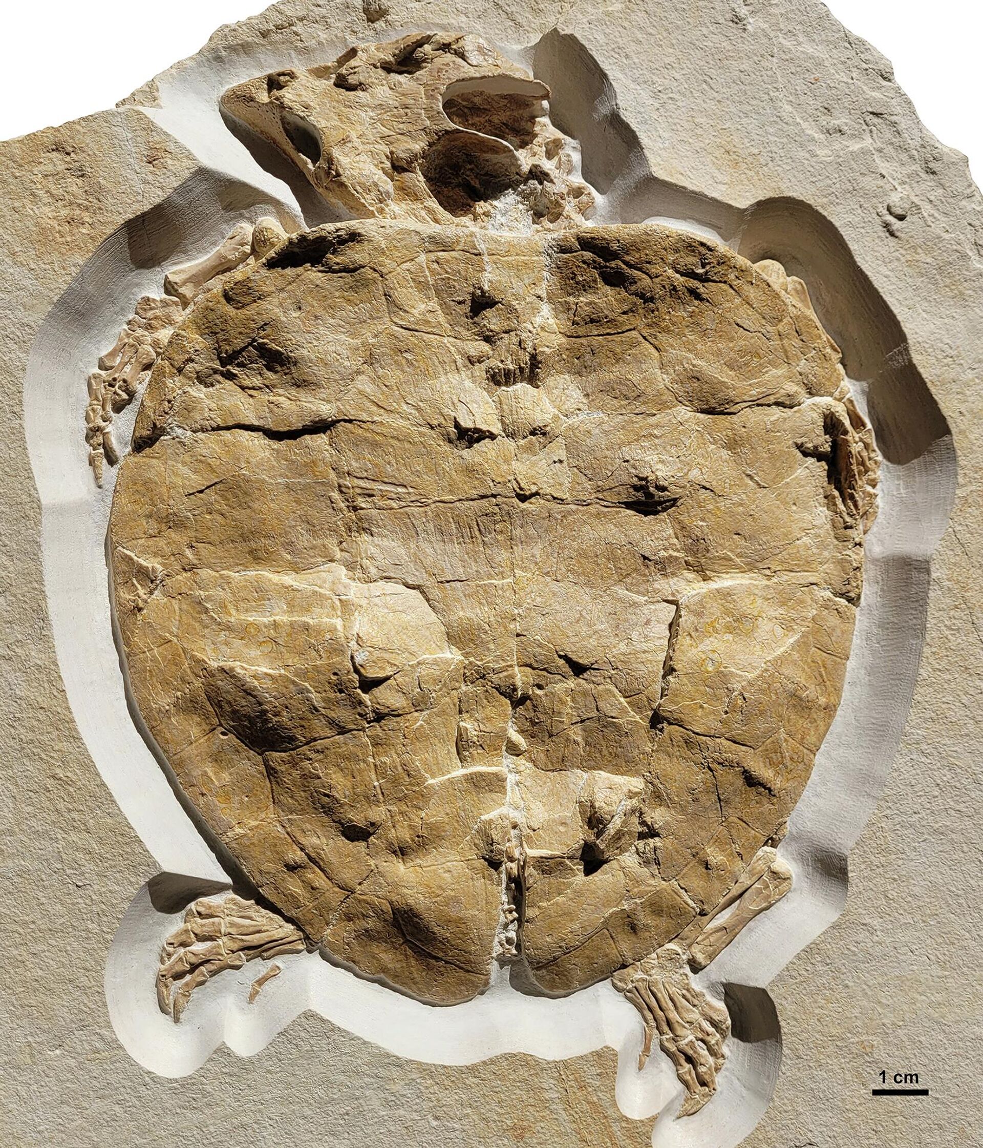 Fóssil de tartaruga jurássica - Sputnik Brasil, 1920, 31.07.2023