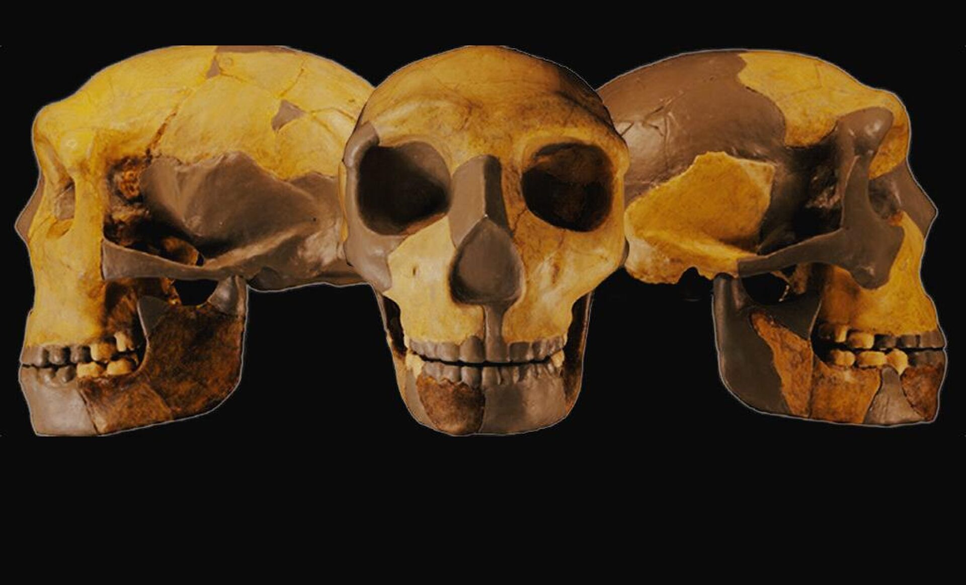 Crânio de hominídeo antigo da China - Sputnik Brasil, 1920, 07.08.2023