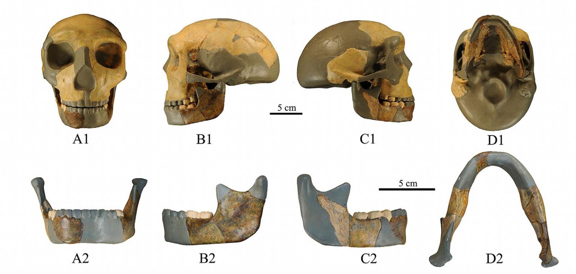 Crânio e mandíbulas de hominídeo antigo da China - Sputnik Brasil, 1920, 07.08.2023