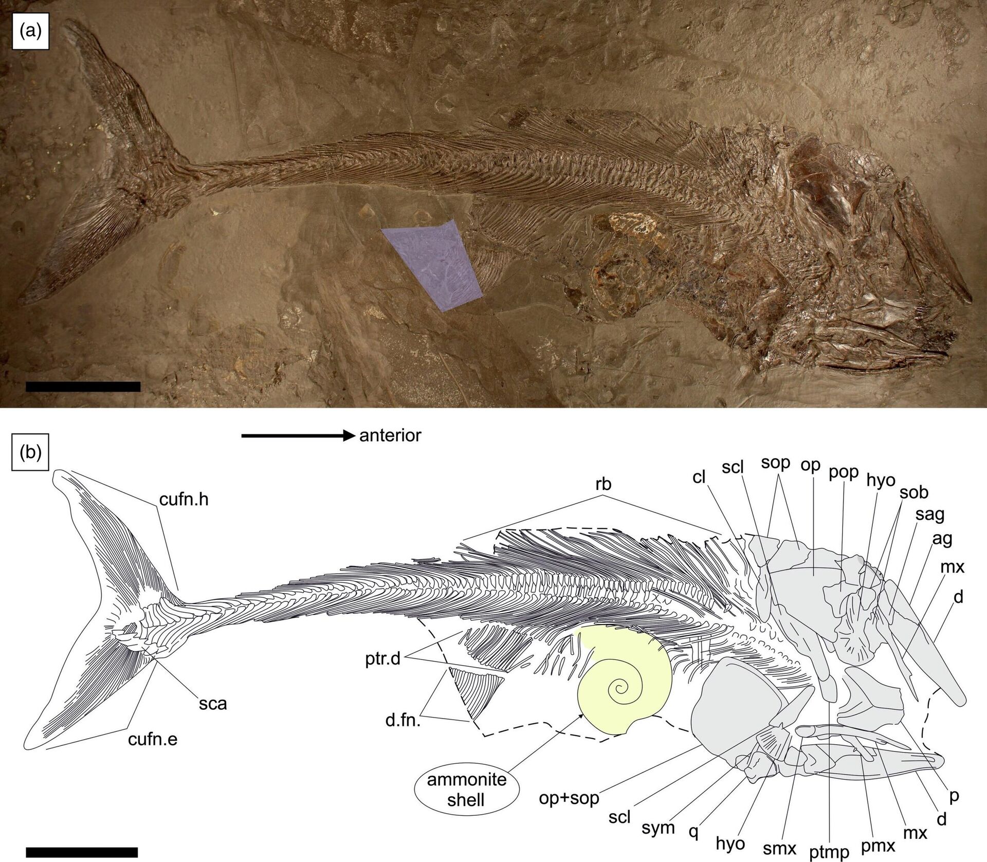 Esqueleto de peixe do Jurássico Pachycormus macropterus descoberto na Alemanha - Sputnik Brasil, 1920, 07.08.2023