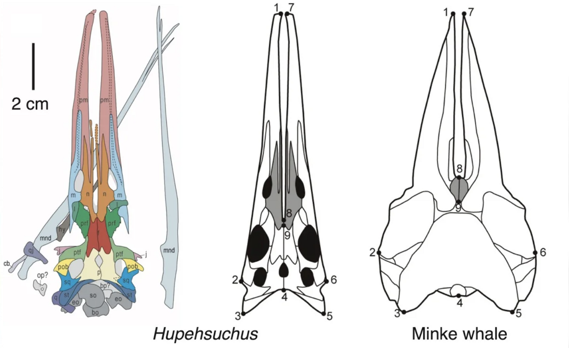 Crânios de Hupehsuchus e um crânio de baleia minke tinham focinhos longos semelhantes com ossos estreitos e soltos, indicando a fixação de uma bolsa de garganta expansível - Sputnik Brasil, 1920, 09.08.2023