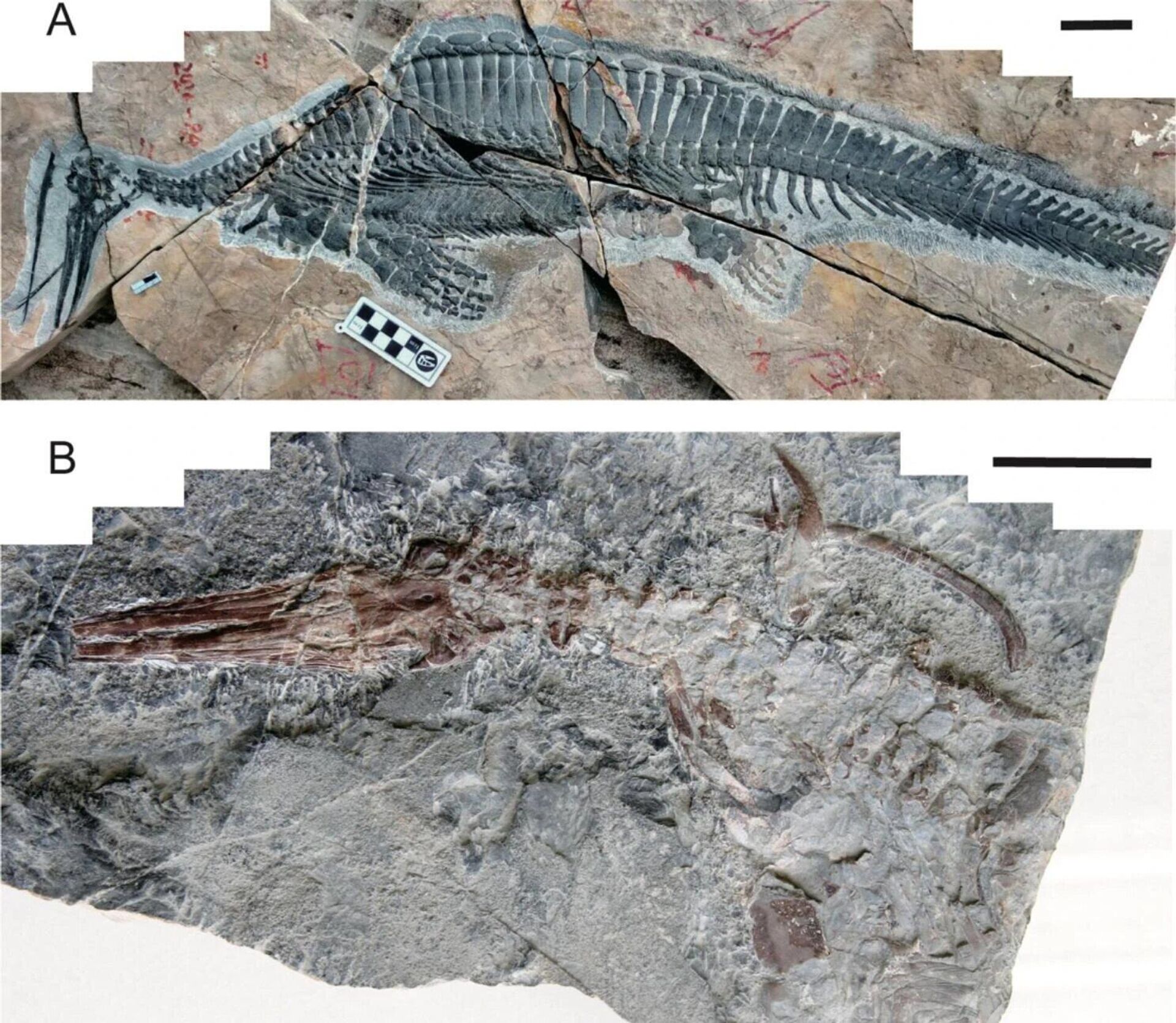 Dois fósseis de Hupehsuchus nanchangensis recém-descobertos  - Sputnik Brasil, 1920, 09.08.2023