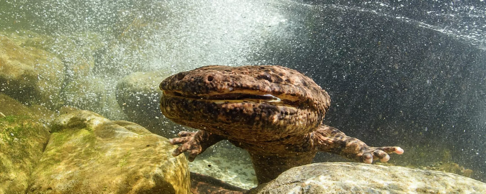 Salamandra gigante (imagem referencial) - Sputnik Brasil, 1920, 11.08.2023